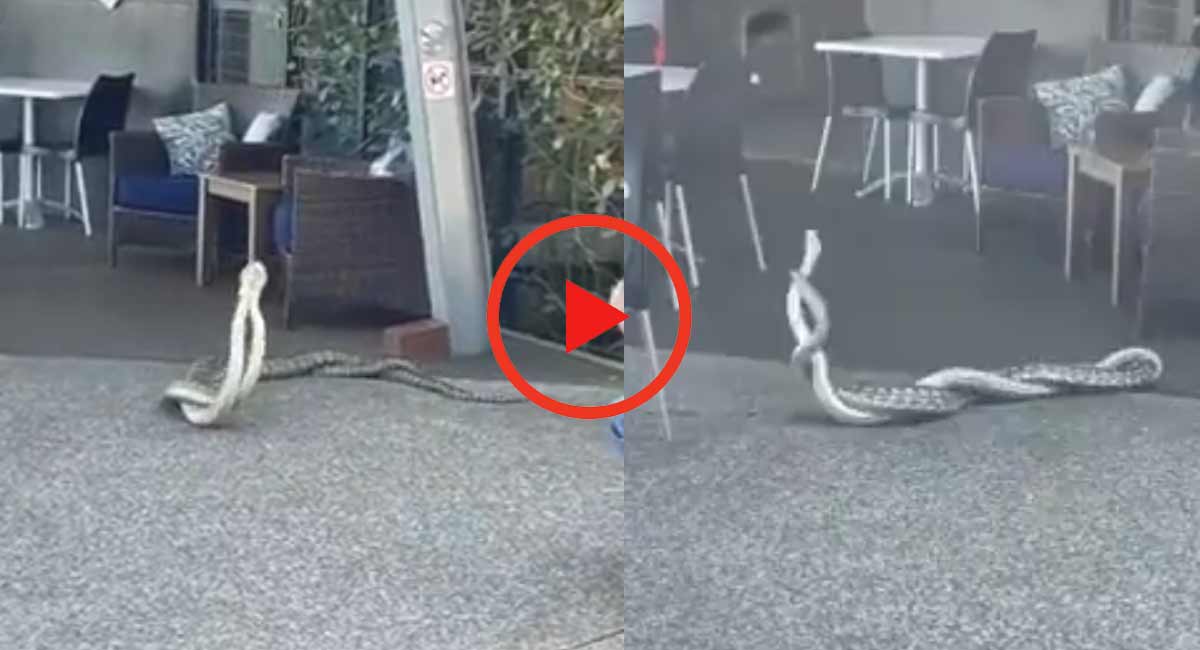 Viral Video: లోకాన్ని మరచి పాముల సయ్యాట, ఈ వీడియో ను చూస్తే మీరుకూడా ఆశ్చర్య పోతారు... viral snakes mating video looking fantastic