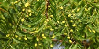 neem tree health benefits and side effects