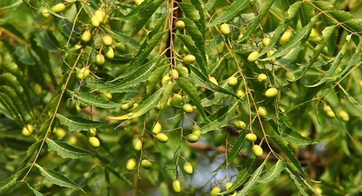 Neem Tree : వేప చేసే మేలు... అంతేకాకుండా దుష్బవాలు. neem tree health benefits and side effects