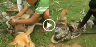 viral video snake trying to kill dog, saved by kids