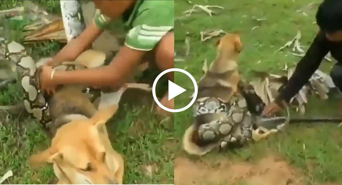 Viral Video : కుక్కని చంపటానికి చుట్టేసిన పాము, పాము చేరనుండి తప్పించిన పిల్లలు, పిల్లలు చేసిన మంచి పనికి శబాష్ అంటూ నెటిజన్ల కామెంట్ల వర్షం. viral video snake trying to kill dog, saved by kids