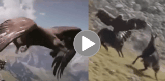 Eagle trying to catch and fly mountain goat video gone viral