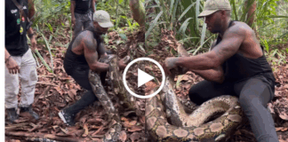 Viral Video wild anakonda catching on forest is looking horible