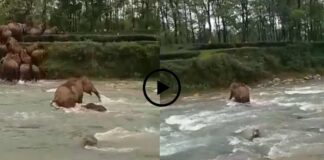 It is the mother elephant who saves the baby