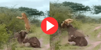 shocking viral video Buffalo attacked on lion almost killed