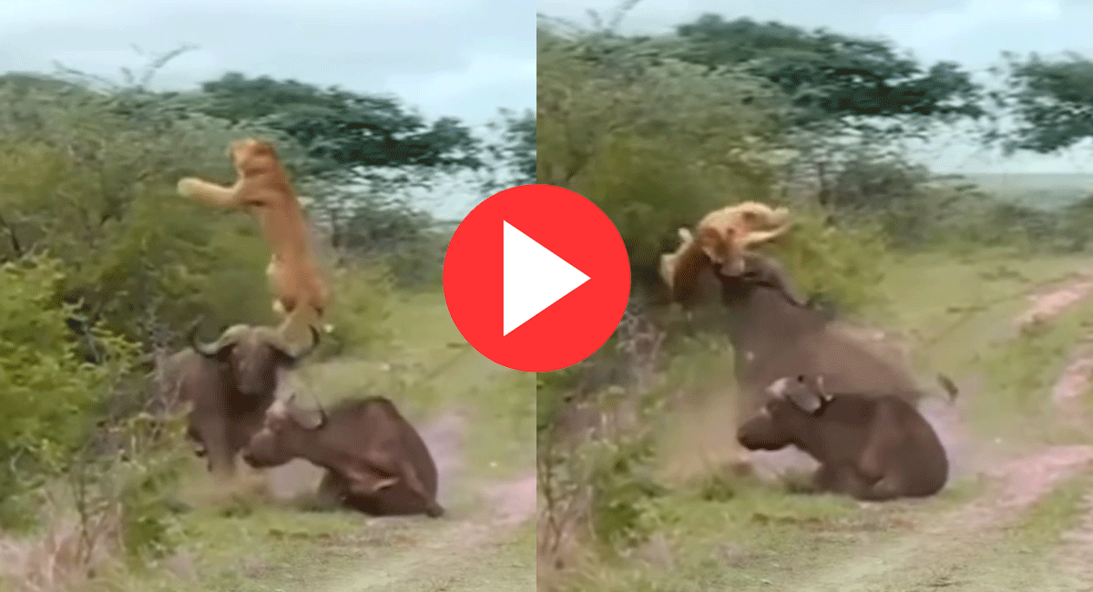 shocking viral video Buffalo attacked on lion almost killed