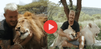 Dean Schneider making friendship with lion crew viral video