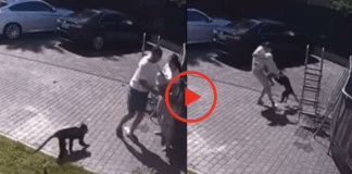 Monkey attacked on child saved by parents viral video