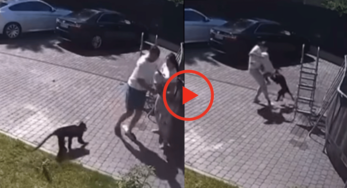 Viral Video : పిల్లాడిని పగ పట్టిన కోతి, ఈ వీడియో చూస్తే ఎవరైనా షాక్ అవ్వాల్సిందే .. Monkey attacked on child saved by parents viral video