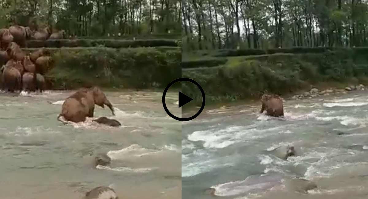 It is the mother elephant who saves the baby