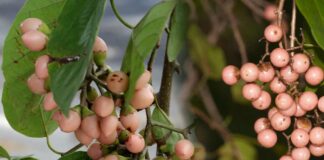 medical facts of and its health benefits virigi chettu