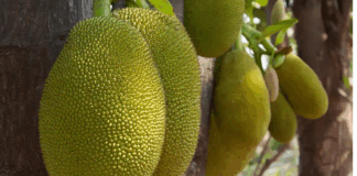 Health benefits of jackfruit