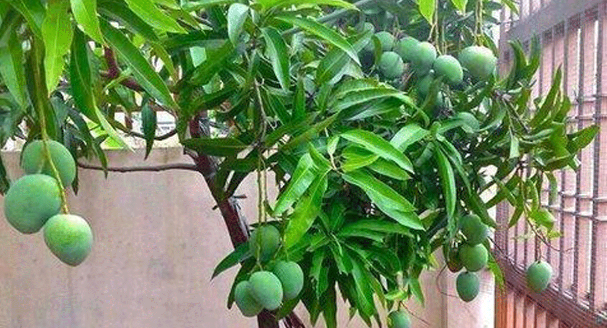 Vathu Tips : ఈ మామిడి చెట్టు మీ ఇంటి ఆవరణలో ఉంటే శుభమా.? ఆ శుభమా.. ఎటువంటి ప్రయోజనాలు ... Vathu Tips for mango tree may or may not be in your home premises
