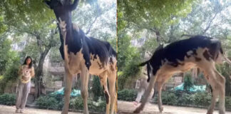 young girl instagram reel video at cow goes viral
