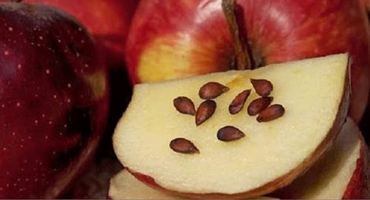 Health Tips : ఈ ఫ్రూట్స్ గింజలు విషం కన్నా డేంజర్... మర్చిపోయి కూడా తినవద్దు... ప్రాణాలు డేంజర్ లో పడ్డట్టే... Don't eat these fruits even if you forget the danger of the seeds. If lives are in danger