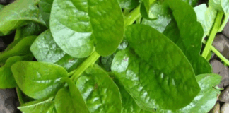 health benefits of bachalakura Spinach