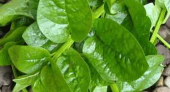 Health Benefits : బచ్చల కూరతో బోలెడు ప్రయోజనాలు….. అవేంటో తెలిస్తే విడిచిపెట్టారు.