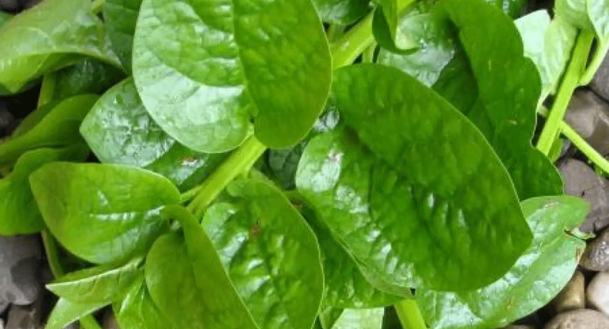 Health Benefits : బచ్చల కూరతో బోలెడు ప్రయోజనాలు..... అవేంటో తెలిస్తే విడిచిపెట్టారు. health benefits of bachalakura Spinach