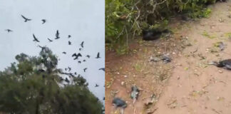 tree fell down to widen road and destroys heron nest video viral