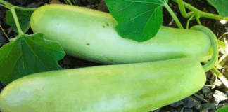 If you know about the benefits of eating zucchini a day, then you have left