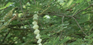 If this tree is in your house, there will be quarrels between husband and wife money problems