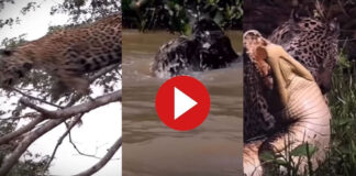 jaguar attacks crocodile in water video viral