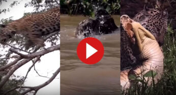 Viral Video : భారీ మొసలినే ఊపిరి తీసుకోనియలేదు.. ఒకే ఒక్క దెబ్బకు మొసలిని నీళ్లలోనే చంపేసిన చిరుతపులి