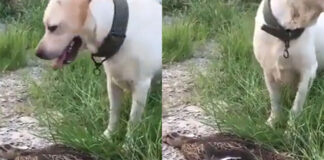duck and dog playing with fun video viral