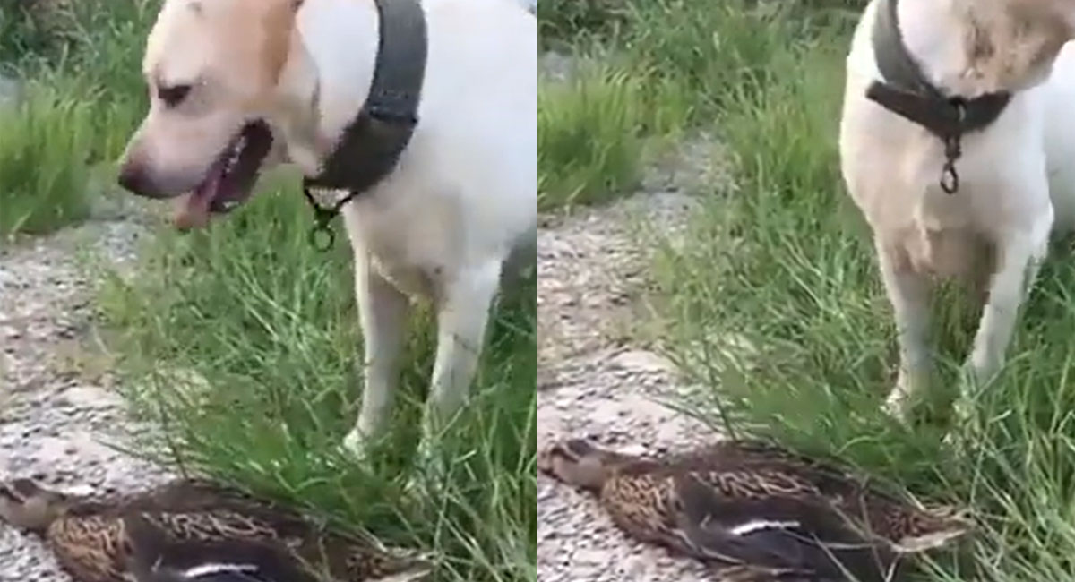duck and dog playing with fun video viral