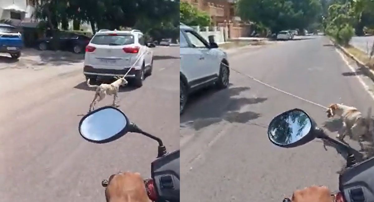 dog dragged after tied to car video viral