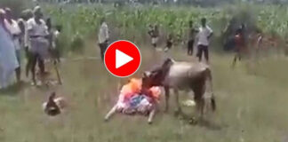 calf cries at owner dead body video viral