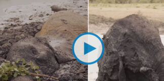 elephants rescued after it stuck in mud after 2 days