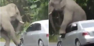 elephant damages car on road video viral