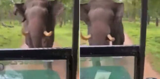 elephant chases safari jeep with tourists video goes viral