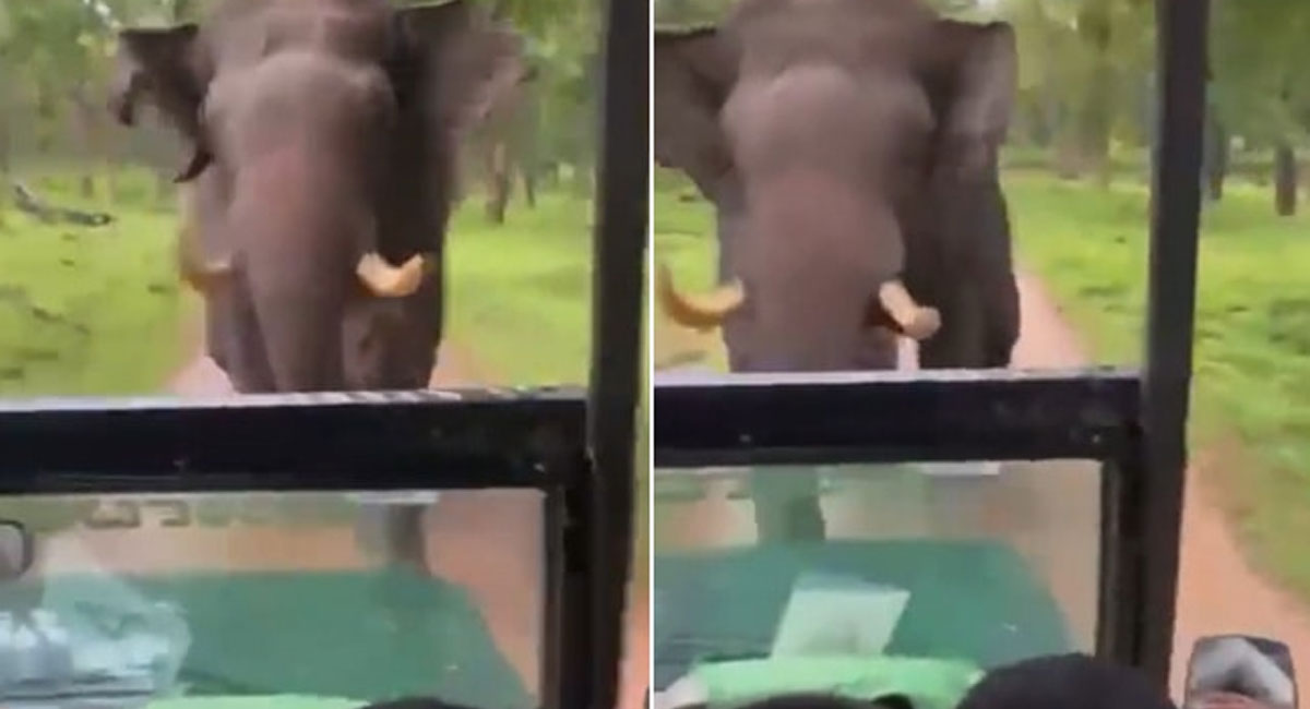elephant chases safari jeep with tourists video goes viral