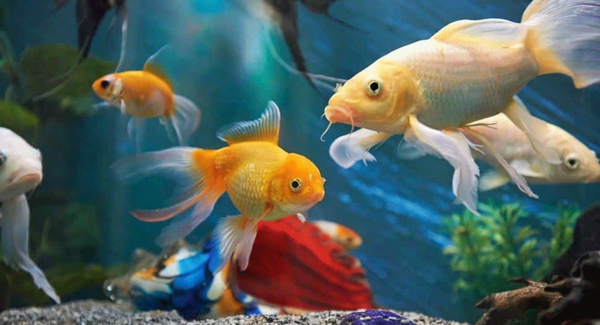 Zodiac signs : మీ కలలోకి చేపలు వస్తున్నాయా... అయితే మీరు అదృష్టవంతుల.? కాదా.? Fish coming in your dream... but you are not lucky
