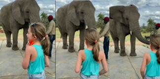 elephant imitates girl dance video viral