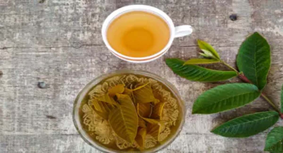 Health Benefits : మీరు జామ ఆకుల టీ ఎప్పుడైనా తాగారా... దీనిని తరచుగా తాగారంటే. Health Benefits of guava leaf tea drink daily
