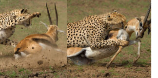 cheetah hunting deer video viral