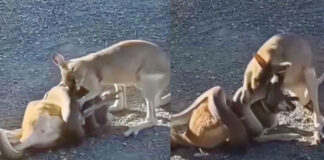 python tries to kill kangaroo video viral