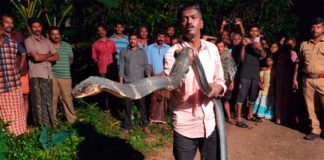 king cobra catching in keral video viral