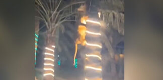lioness targets guest at party video viral