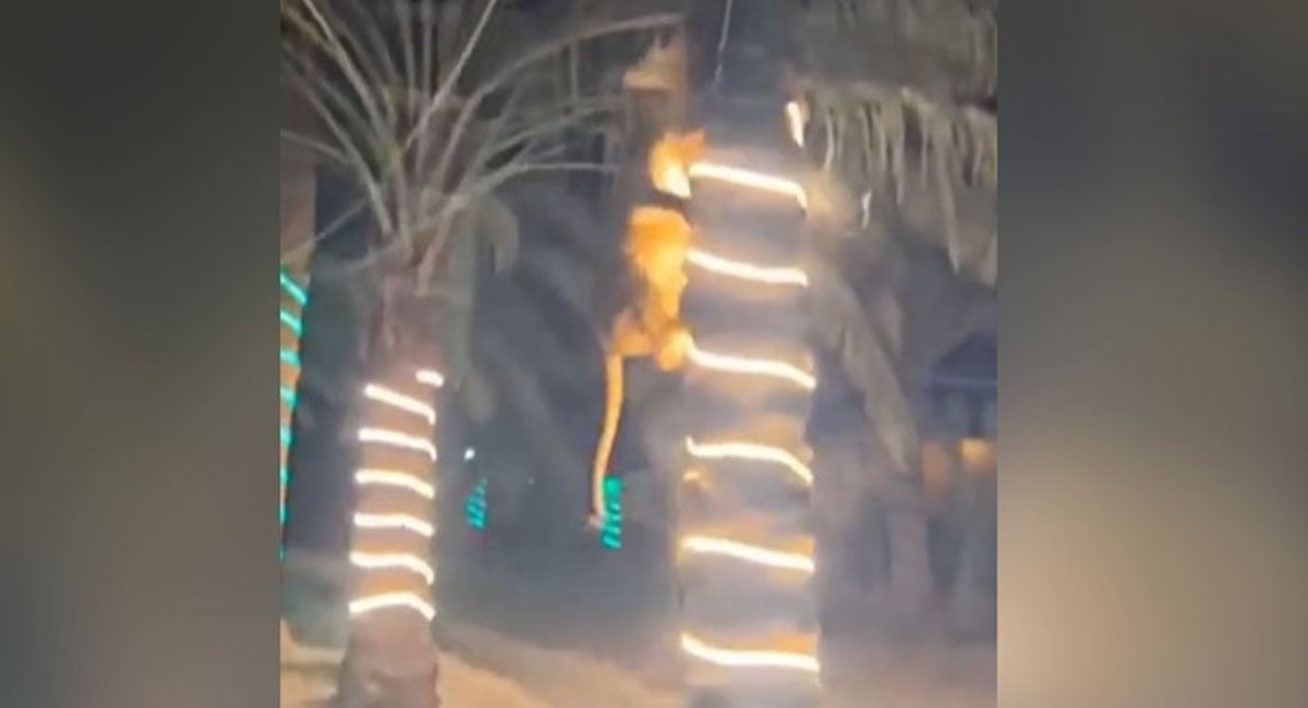 lioness targets guest at party video viral