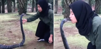 girl kissed king cobra video goes viral