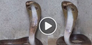 big cobra found in home in maharashtra video viral