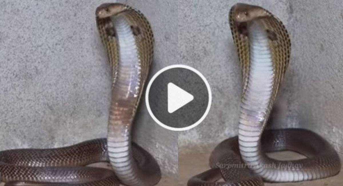 big cobra found in home in maharashtra video viral
