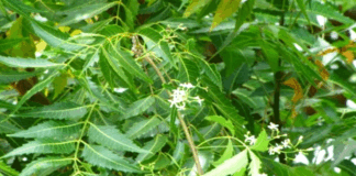 If you have a neem tree in your home premises then you will have no worries about your health
