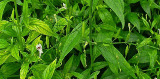 Health tips of nelavemu By taking it four types of diseases can be avoided