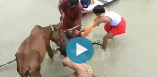 pitbull dog attacked by cow in kanpur video viral