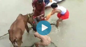 Viral Video : ఆవుపై కుక్క దాడి.. వామ్మో.. ఈ కుక్కకు ఏమైంది.. ఆవుపై అంత క్రూరంగా ప్రవర్తించింది